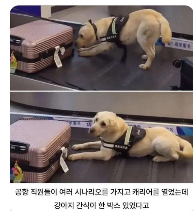 공항에서 한 소녀의 캐리어 앞에 멈춘 탐지견