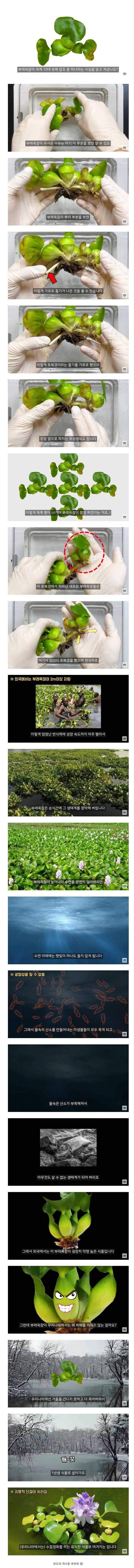 유독 우리나라에서 인식이 좋은 잡초