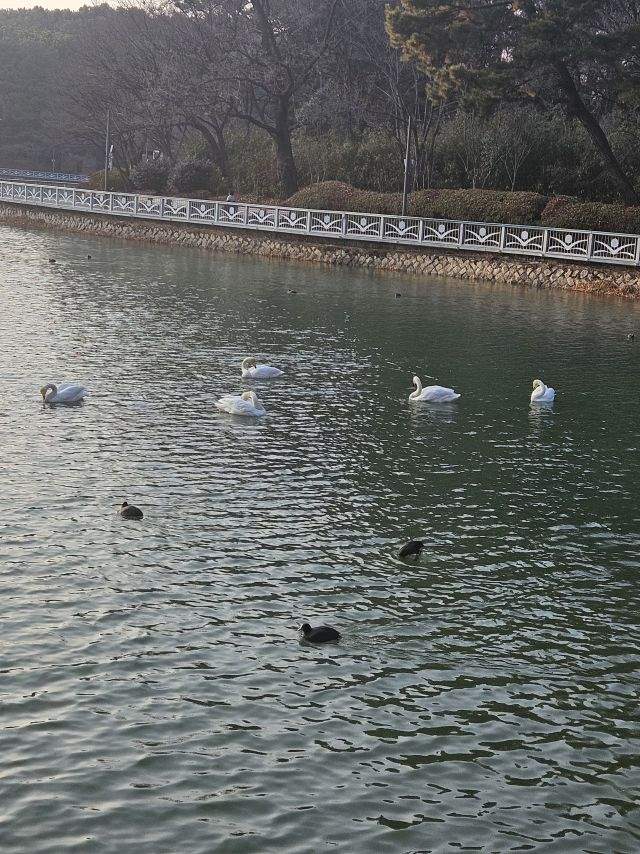 흑백요리사가 아닌 흑백조류사