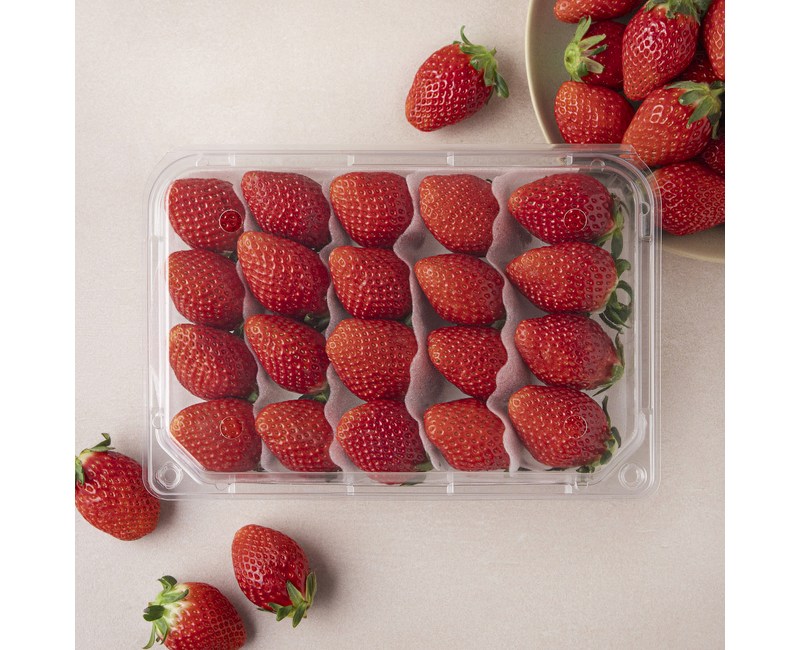 설향 딸기 대과