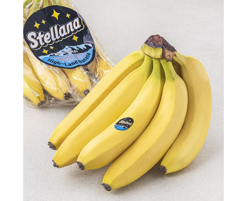 [로켓프레시] 스텔라나 베트남산 바나나