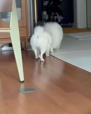 르세라핌 김채원,ITZY 리아