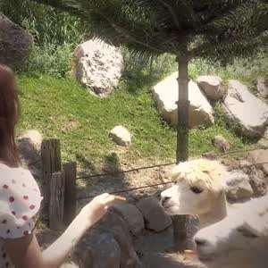 하츠투하츠 카르멘