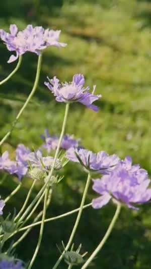 아이브 장원영 아이더