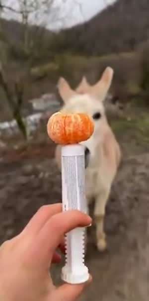 당나귀 약 먹이기.mp4