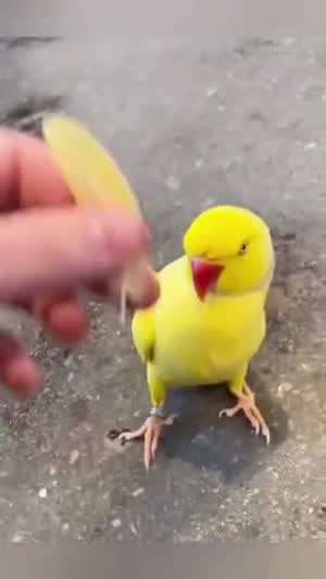 앵무새 키우면 할 수 있는 거.mp4