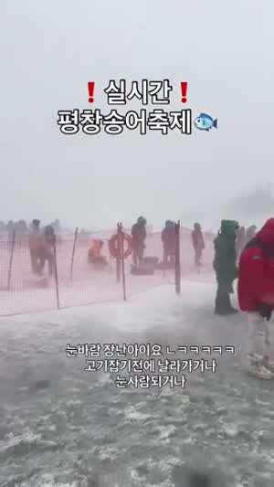 평창 송어축제 근황