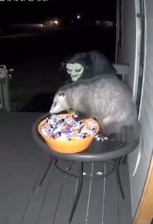 아고!! 쥐새끼살려!!