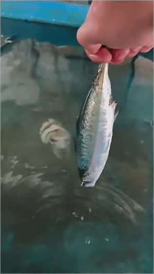 사람 얼굴을 한  갑오징어