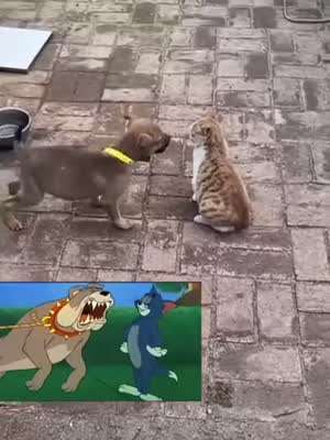 멍청한 개 & 영리한 냥이