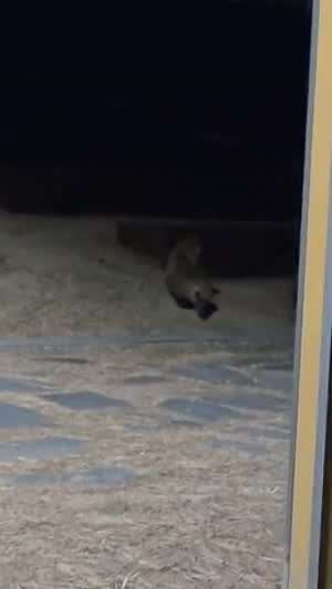 모진 고문에도 너구리를 지키는 아재