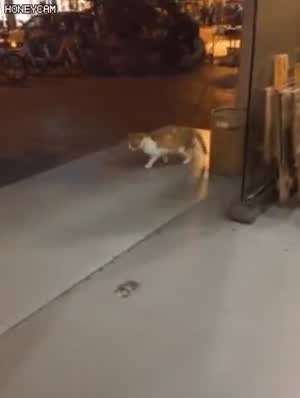 뭘봐? 런닝머신하는거 첨봄?