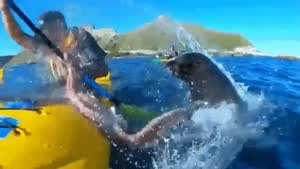 김치 싸대기 이후 강력한 문어 싸대기