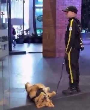 농땡이 피우다 걸린 경찰댕댕이