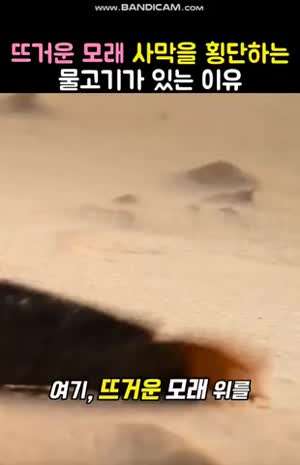 뜨거운 모래 사막을 횡단하는 물고기