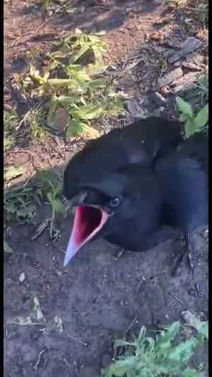 새한테 소시지 먹이기