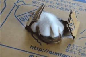 일본과 러시아의 차이