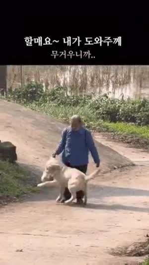 할머니 도와주는 착한 강아지