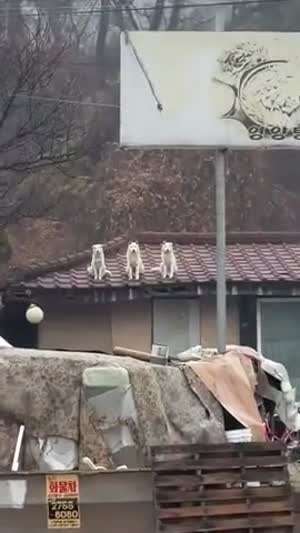 지붕위에 댕댕이 세마리