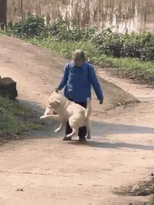 할무니 무겁다고 도와주는 착한 댕댕이.