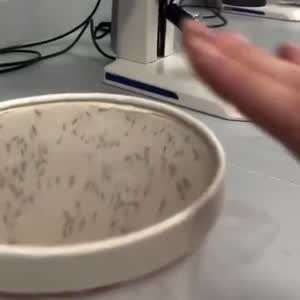 발정난 암컷을 유혹하는 손길