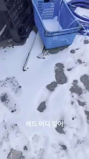 애완 킹크랩 근황