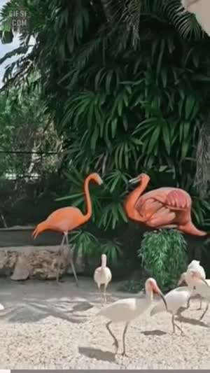 사기 당한후 엄청 화내는 플라밍고