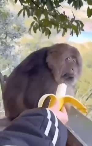 먹던 바나나 주냐?