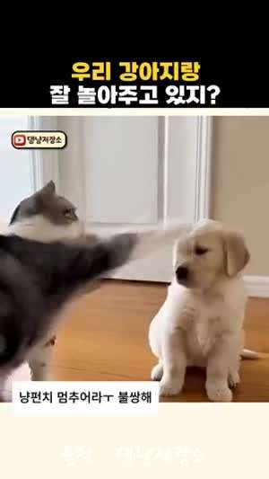 우리 강아지랑 잘 놀아주고 있지?