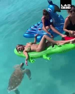 바다거북의 무서움