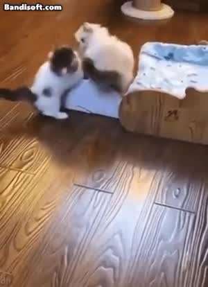 보는 사람 심장을 파괴하는 발이 짧아 슬픈 짐승.