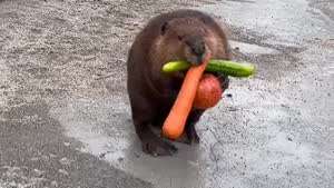 손님 봉투는 50원인데 드릴까요?