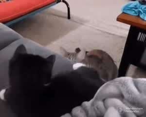 네가 감히 방귀를?