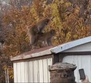짝짓기 장면 몰래찍다 걸린 군인
