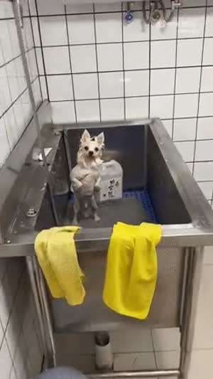 목욕 중 주인이 잠깐 자리 비운 잠시후...