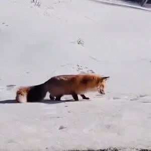 정말 여우같네....