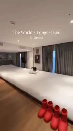 일본인 : 서울에 긴 침대가 있는 호텔 너무 재미있어