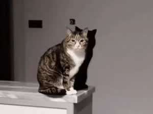 그림자가 살아있다