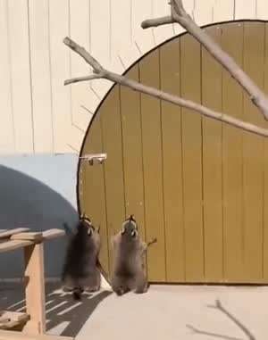 혼자 문 못열어서 친구 데려온 라쿤