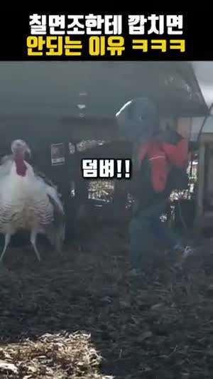 칠면조 한테 깝치다가 싸대기 맞은 잼민이