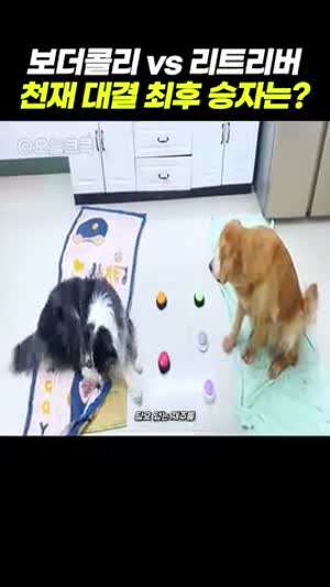 보더콜리 vs 리트리버 천재 대결 최후 승자는?