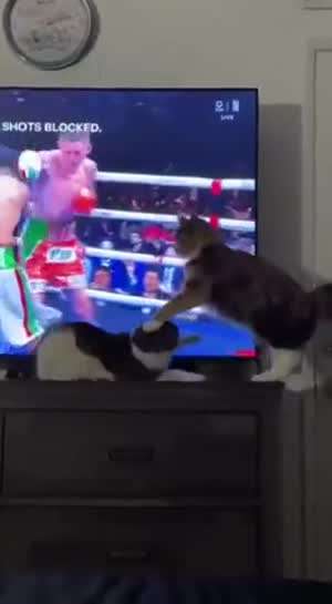 눈앞의 싸움이 더 재밌네