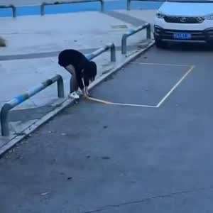 전용 주차장을 갖고 다니는 여성