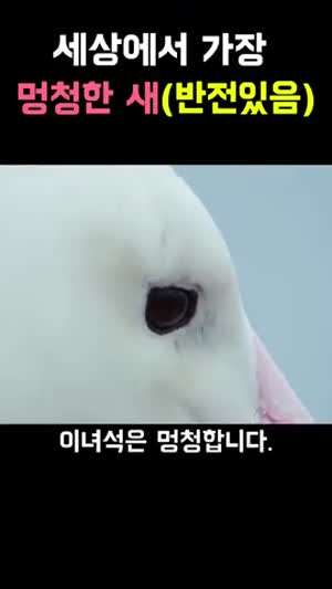 멍청한데 어케 살아남았노... (일베아님) 세상에서 가장 멍청한 새 (반전있음)