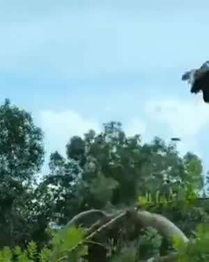 [동물시리즈] 독수리 vs 닭