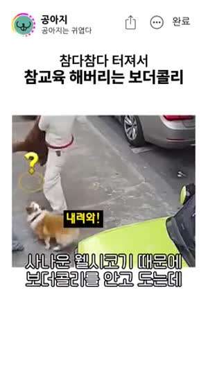 깝죽대는 웰시코기 참교육 하는 보더콜리