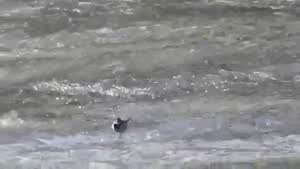 파도 위를 걷는 새.mp4