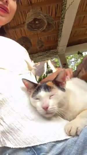 고양이도 괜찮은 인생이다