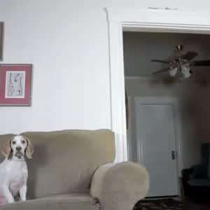 우리집에 서식하는 인간놈