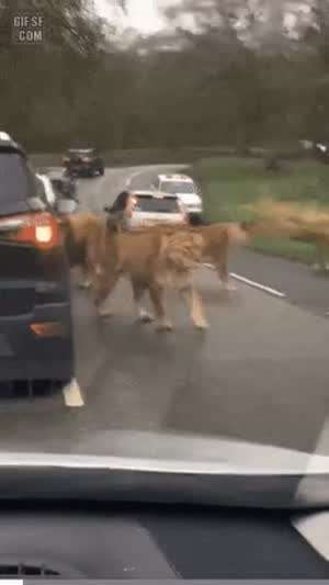 오늘 고기 괜찮다고 해서 가족 다 대려왔는데